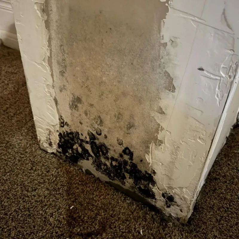 Professional Mold Removal in Hamilton, MT